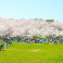 桜が咲く公園