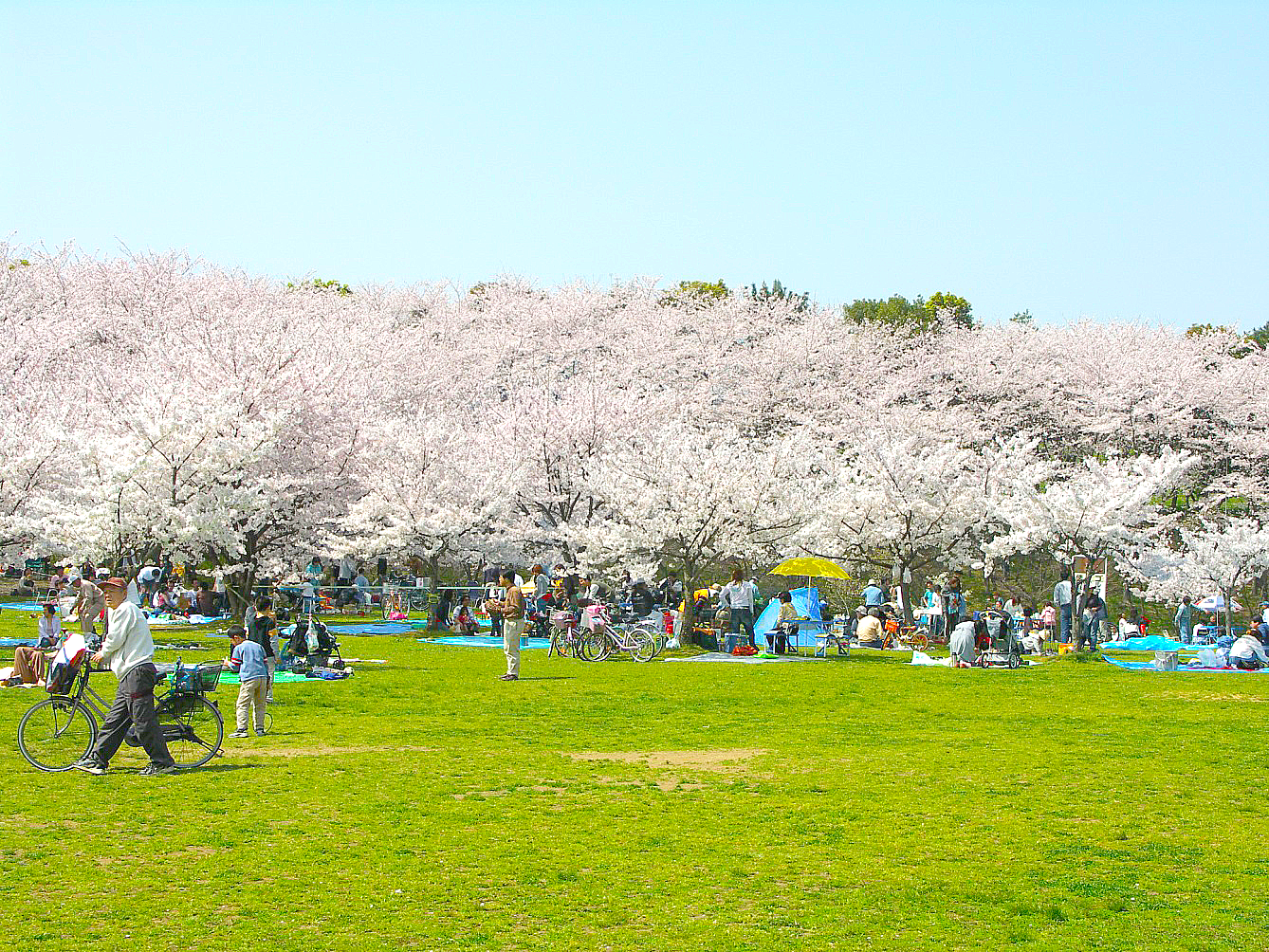 桜が咲く公園